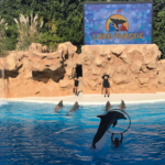 Bildnachweis 257 cr ralf heuter teneriffa loro parque 622px