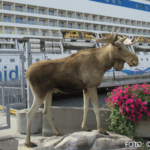 Bildnachweis 368 cr marion koch ausflugstipps kristiansand elch 622px