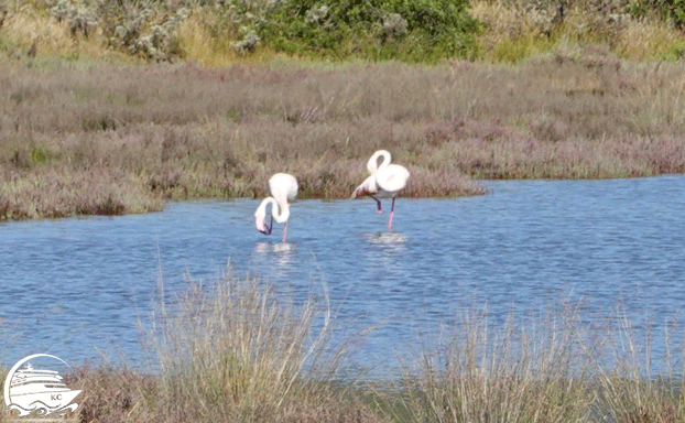 Flamingos Cagliari Sehenswürdigkeiten - Flamingos