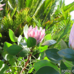 Bildnachweis 409 cr marion koch ausflugstipps la gomera botanischer garten 622px