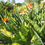 Bildnachweis 414 cr marion koch ausflugstipps la gomera strelizien 622px