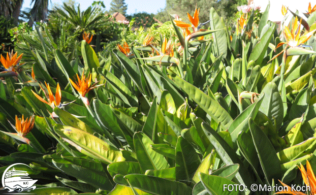 Strelizien Ausflugstipps La Gomera - Strelizien