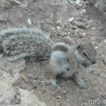 Bildnachweis 434 cr marion koch ausflugstipps fuerteventura atlashoernchen 622px