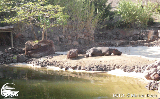 Nilpferd im Oasis Wildlife Park Fuerteventura Sehenswürdigkeiten - Nilpferd im Oasis Wildlife Park