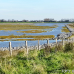 Bildnachweis 457 cr marion koch ausflugstipps zeebruegge salzwiesen 622px