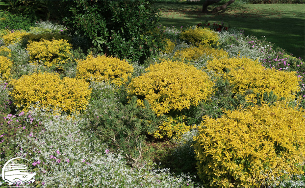 Büsche im Santa Catarina Park Madeira Sehenswürdigkeiten - Funchal - Büsche im Santa Catarina Park