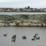 Bildnachweis 511 cr marion koch ausflugstipps goeteborg wildgaense 622px