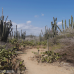 Bildnachweis 145 Aruba 02