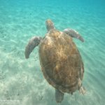 Bildnachweis 147 Turtle-Snorkel auf Curacao 02