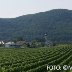 Bildnachweis 81 CR monika gask weinberge 512px