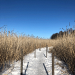 Bildnachweis 167 cr may mueller kuusiluoto insel helsinki 608px