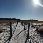 Bildnachweis 168 cr may mueller lammassaari boardwalk helsinki 608px